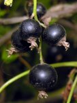 Смородина черная - Ribes nigrum Смородина черная - Ribes nigrum