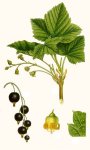 Смородина черная - Ribes nigrum Смородина черная - Ribes nigrum