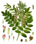Солодка голая – Glycyrrhiza glabra Солодка голая – Glycyrrhiza glabra