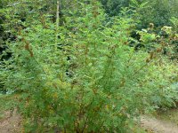 Солодка голая – Glycyrrhiza glabra Солодка голая – Glycyrrhiza glabra