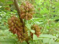 Солодка голая – Glycyrrhiza glabra Солодка голая – Glycyrrhiza glabra