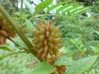 Солодка голая – Glycyrrhiza glabra Солодка голая – Glycyrrhiza glabra