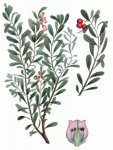 Толокнянка обыкновенная (медвежье ушко) Толокнянка обыкновенная (медвежье ушко)