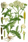 Тысячелистник обыкновенный - Achillea millefolium Тысячелистник обыкновенный - Achillea millefolium