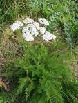 Тысячелистник обыкновенный - Achillea millefolium Тысячелистник обыкновенный - Achillea millefolium