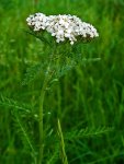 Тысячелистник обыкновенный - Achillea millefolium Тысячелистник обыкновенный - Achillea millefolium