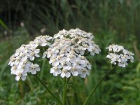 Тысячелистник обыкновенный - Achillea millefolium Тысячелистник обыкновенный - Achillea millefolium