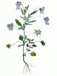 Фиалка трехцветная (анютины глазки, иван-да-марья) Фиалка трехцветная (анютины глазки, иван-да-марья)