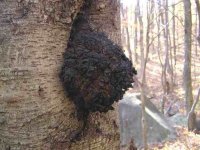 Чага (березовый гриб) Чага (березовый гриб)