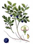 Черника обыкновенная – Vaccinium myrtillus Черника обыкновенная – Vaccinium myrtillus