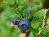 Черника обыкновенная - Vaccinium myrtillus Черника обыкновенная - Vaccinium myrtillus