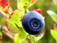 Черника обыкновенная - Vaccinium myrtillus Черника обыкновенная - Vaccinium myrtillus