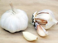 Чеснок посевной - Allium sativum Чеснок посевной - Allium sativum