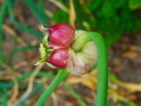 Чеснок посевной - Allium sativum Чеснок посевной - Allium sativum