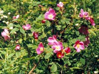 Шиповник коричный (майский) - Rosa cinnamomea Шиповник коричный (майский) - Rosa cinnamomea
