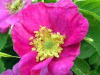 Шиповник коричный (майский) - Rosa cinnamomea Шиповник коричный (майский) - Rosa cinnamomea