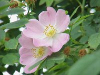 Шиповник коричный (майский) - Rosa cinnamomea Шиповник коричный (майский) - Rosa cinnamomea