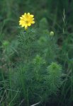 Адонис весенний – Adonis vernalis l. Адонис весенний – Adonis vernalis l.