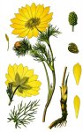 Адонис весенний – Adonis vernalis l. Адонис весенний – Adonis vernalis l.