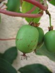 Актинидия – Actinidia L. Актинидия – Actinidia L.