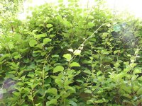 Актинидия – Actinidia L. Актинидия – Actinidia L.