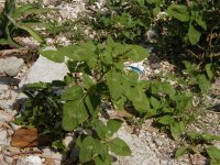 Амарант (щирица) – Amaranthus L. Амарант (щирица) – Amaranthus L.