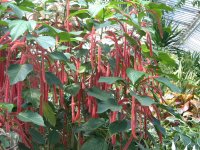 Амарант (щирица) – Amaranthus L. Амарант (щирица) – Amaranthus L.