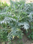 Артишок посевной – Cynara scolymus L. Артишок посевной – Cynara scolymus L.