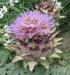 Артишок посевной – Cynara scolymus L. Артишок посевной – Cynara scolymus L.
