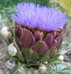 Артишок посевной – Cynara scolymus L. Артишок посевной – Cynara scolymus L.