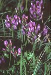 Астрагал датский – Astragalus danicus Rupr. Астрагал датский – Astragalus danicus Rupr.