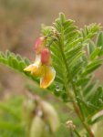 Астрагал повислоцветковый – Astragalus penduliflorus L. Астрагал повислоцветковый – Astragalus penduliflorus L.