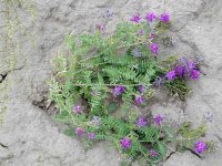 Астрагал даурский – Astragalus dahuricus Pall. Астрагал даурский – Astragalus dahuricus Pall.