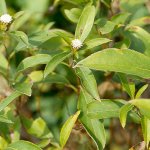 Атрактилодес овальный – Atractylodes ovata Dc. Атрактилодес овальный – Atractylodes ovata Dc.