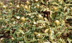 Атрактилодес овальный – Atractylodes ovata Dc. Атрактилодес овальный – Atractylodes ovata Dc.