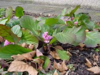 Бадан толстолистный – Bergenia crassifolia L. Бадан толстолистный – Bergenia crassifolia L.