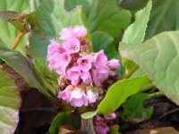 Бадан толстолистный – Bergenia crassifolia L. Бадан толстолистный – Bergenia crassifolia L.