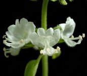 Базилик обыкновенный – Ocimum basilicum L. Базилик обыкновенный – Ocimum basilicum L.