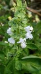 Базилик обыкновенный – Ocimum basilicum L. Базилик обыкновенный – Ocimum basilicum L.