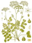 Бедренец камнеломковый – Pimpinella saxifraga L. Бедренец камнеломковый – Pimpinella saxifraga L.