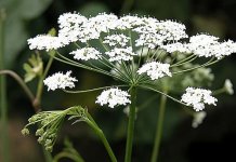 Бедренец камнеломковый – Pimpinella saxifraga L. Бедренец камнеломковый – Pimpinella saxifraga L.