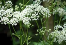 Бедренец камнеломковый – Pimpinella saxifraga L. Бедренец камнеломковый – Pimpinella saxifraga L.