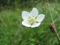 Белозор болотный – Parnassia palustris L. Белозор болотный – Parnassia palustris L.