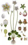 Белозор болотный – Parnassia palustris L. Белозор болотный – Parnassia palustris L.