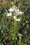 Белозор болотный – Parnassia palustris L. Белозор болотный – Parnassia palustris L.