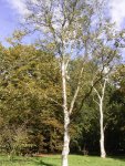 Береза плосколистная – Betula platyphylla sucacz. Береза плосколистная – Betula platyphylla sucacz.