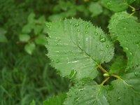 Береза плосколистная – Betula platyphylla sucacz. Береза плосколистная – Betula platyphylla sucacz.