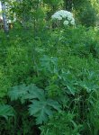 Борщевик рассеченный – Heracleum dissectum L. Борщевик рассеченный – Heracleum dissectum L.