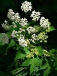 Борщевик шерстистый – Heracleum lanatum М. Борщевик шерстистый – Heracleum lanatum М.