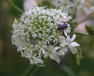 Борщевик рассеченный – Heracleum dissectum L. Борщевик рассеченный – Heracleum dissectum L.